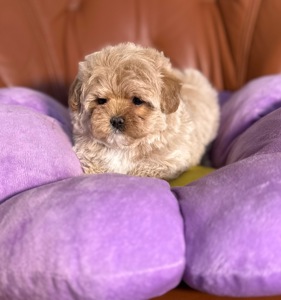 Цуценя мальтипу дівчинка