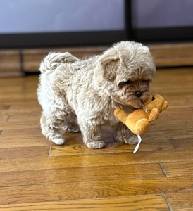 Цуценя мальтипу дівчинка