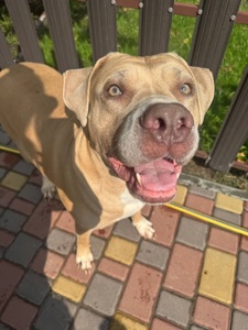 Пітбуль ред ноуз Джої