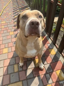 Пітбуль ред ноуз Джої