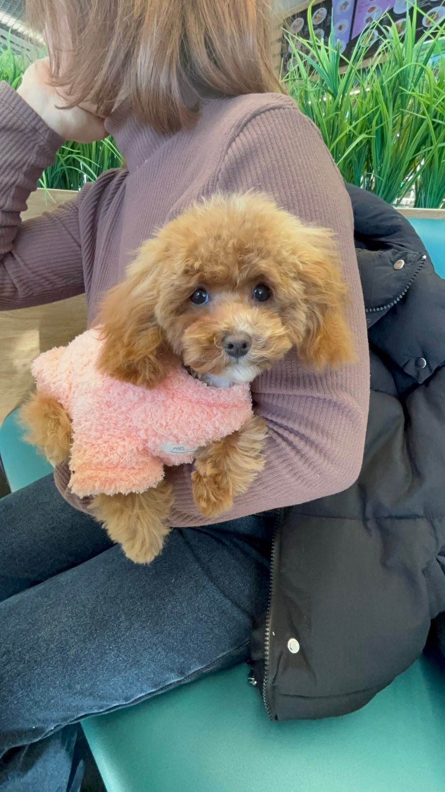 Ексклюзивна дівчина Той Пудель Тікап