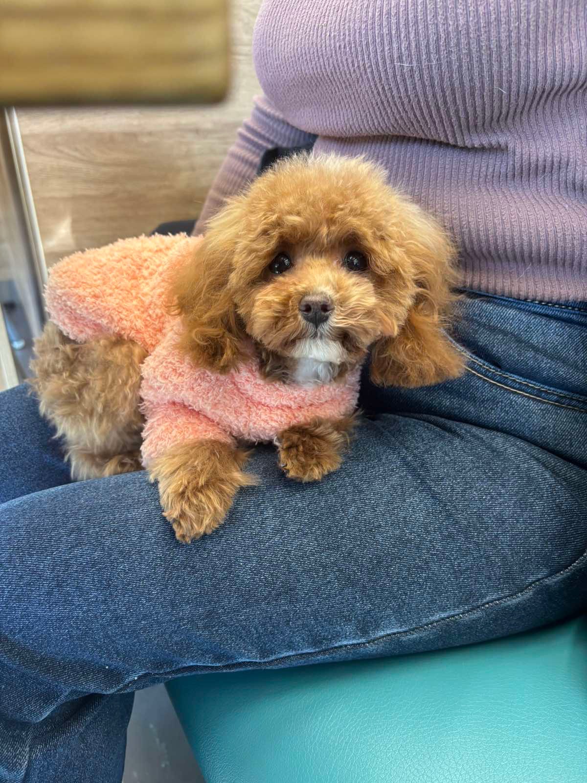 Ексклюзивна дівчина Той Пудель Тікап