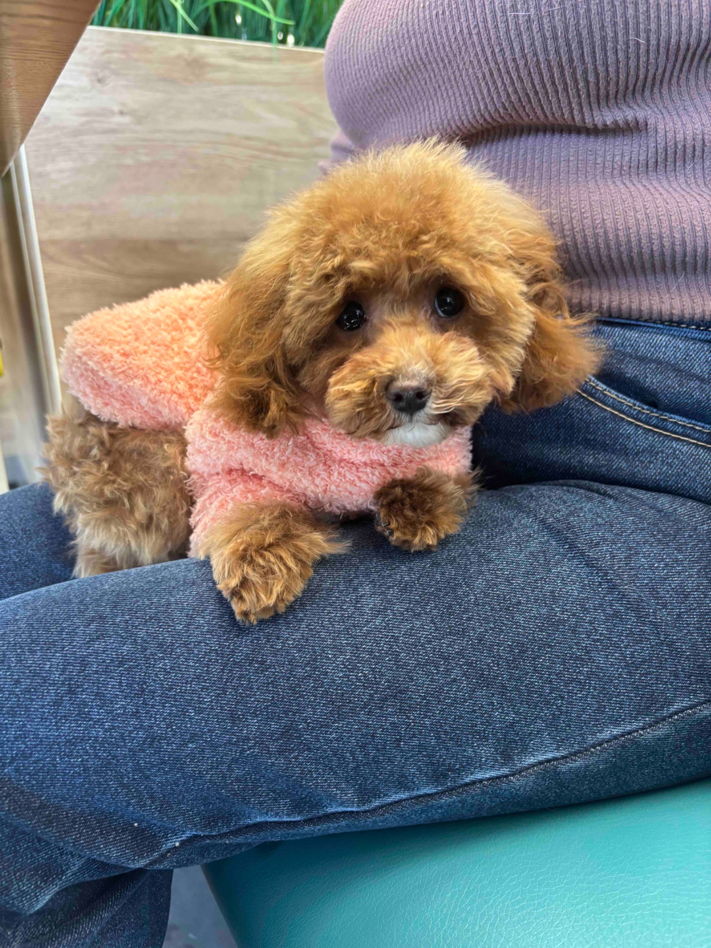 Ексклюзивна дівчина Той Пудель Тікап