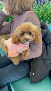 Ексклюзивна дівчина Той Пудель Тікап