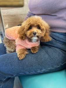 Ексклюзивна дівчина Той Пудель Тікап