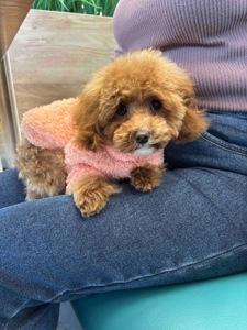 Ексклюзивна дівчина Той Пудель Тікап