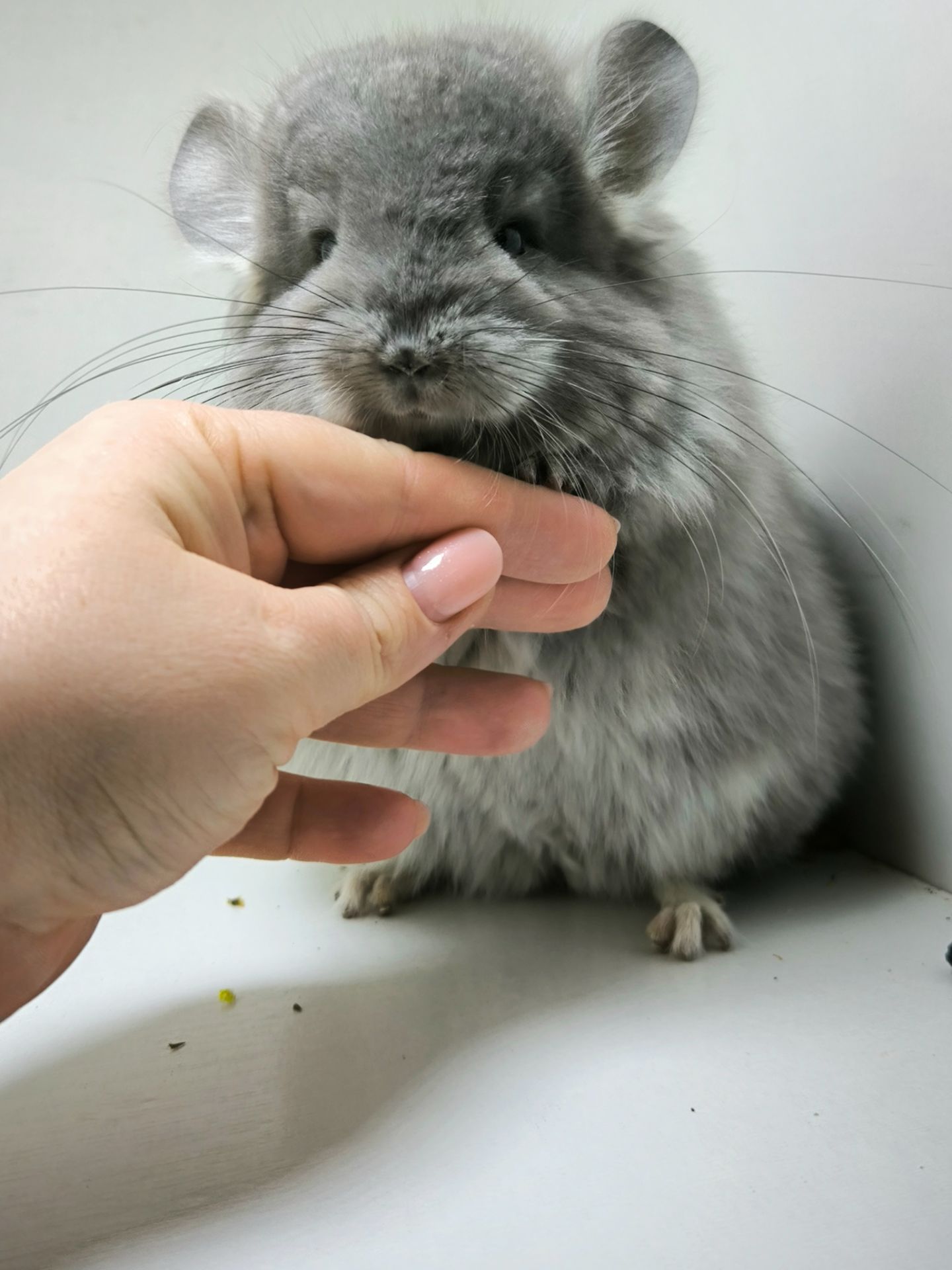 Шикарна дівчинка Фіолетова Ангора