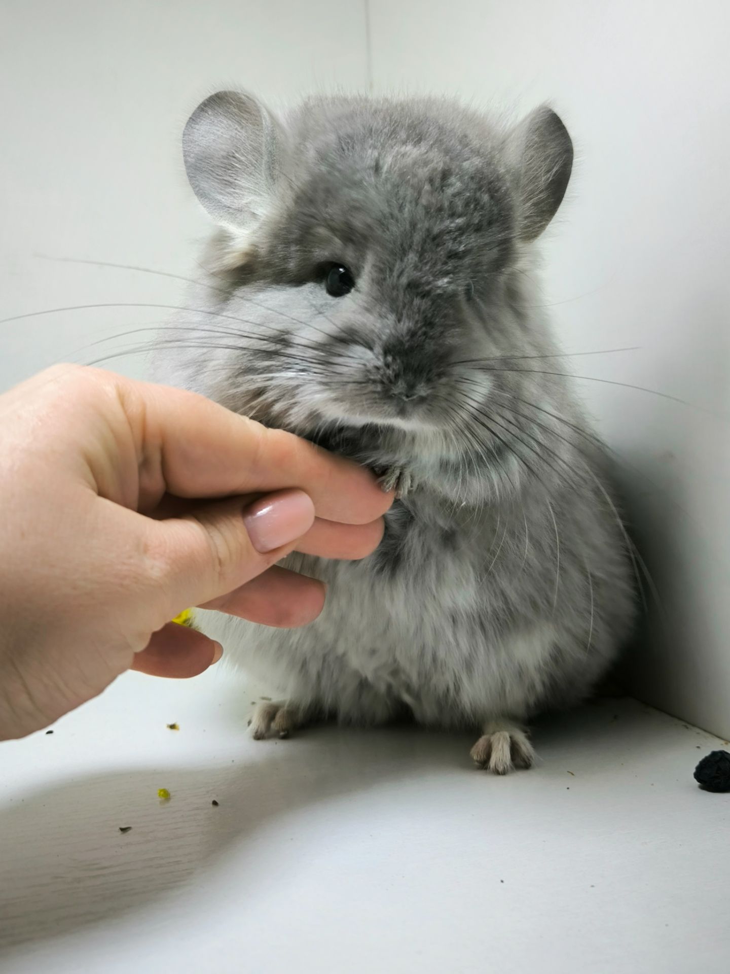 Шикарна дівчинка Фіолетова Ангора