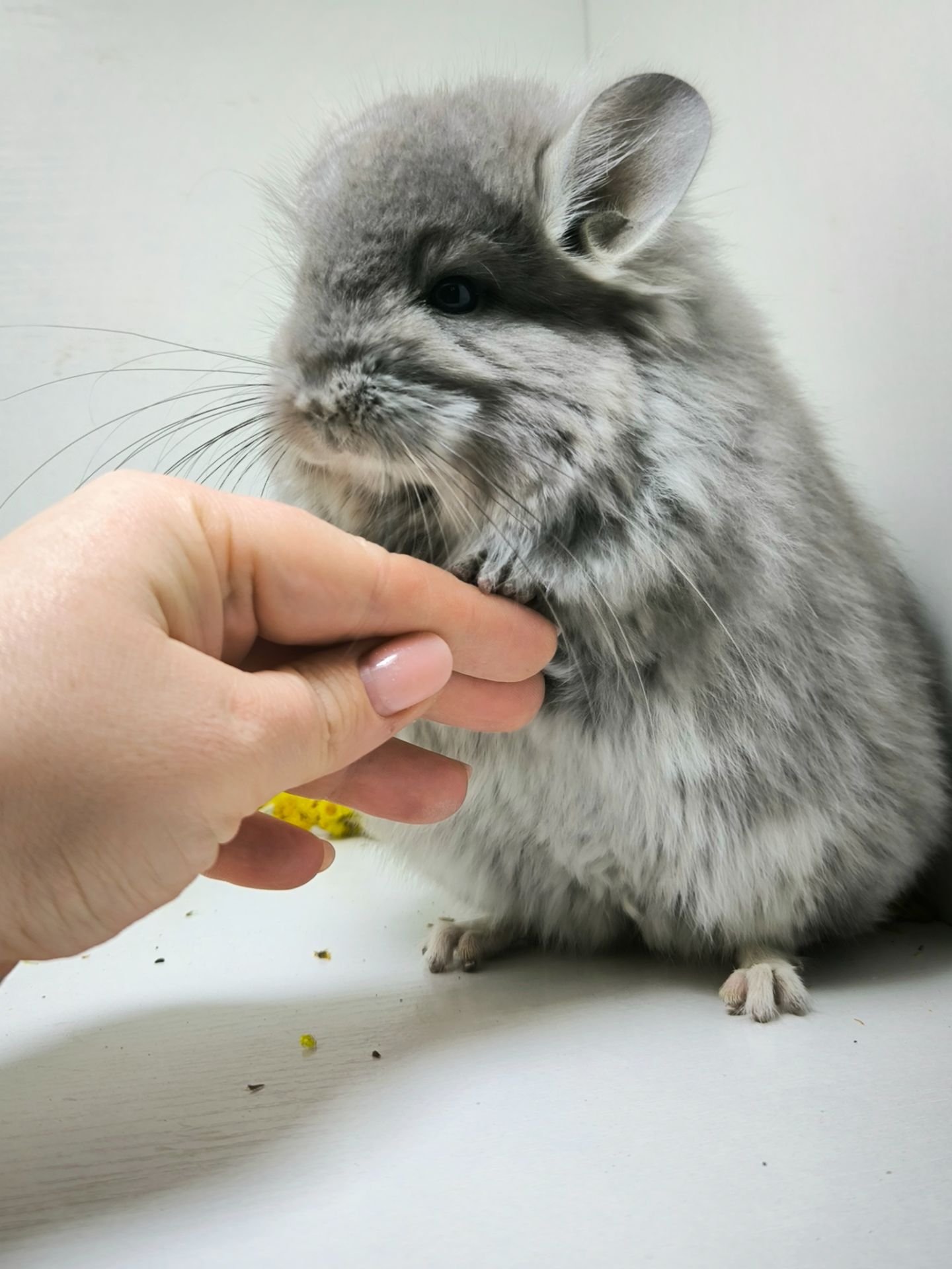 Шикарна дівчинка Фіолетова Ангора