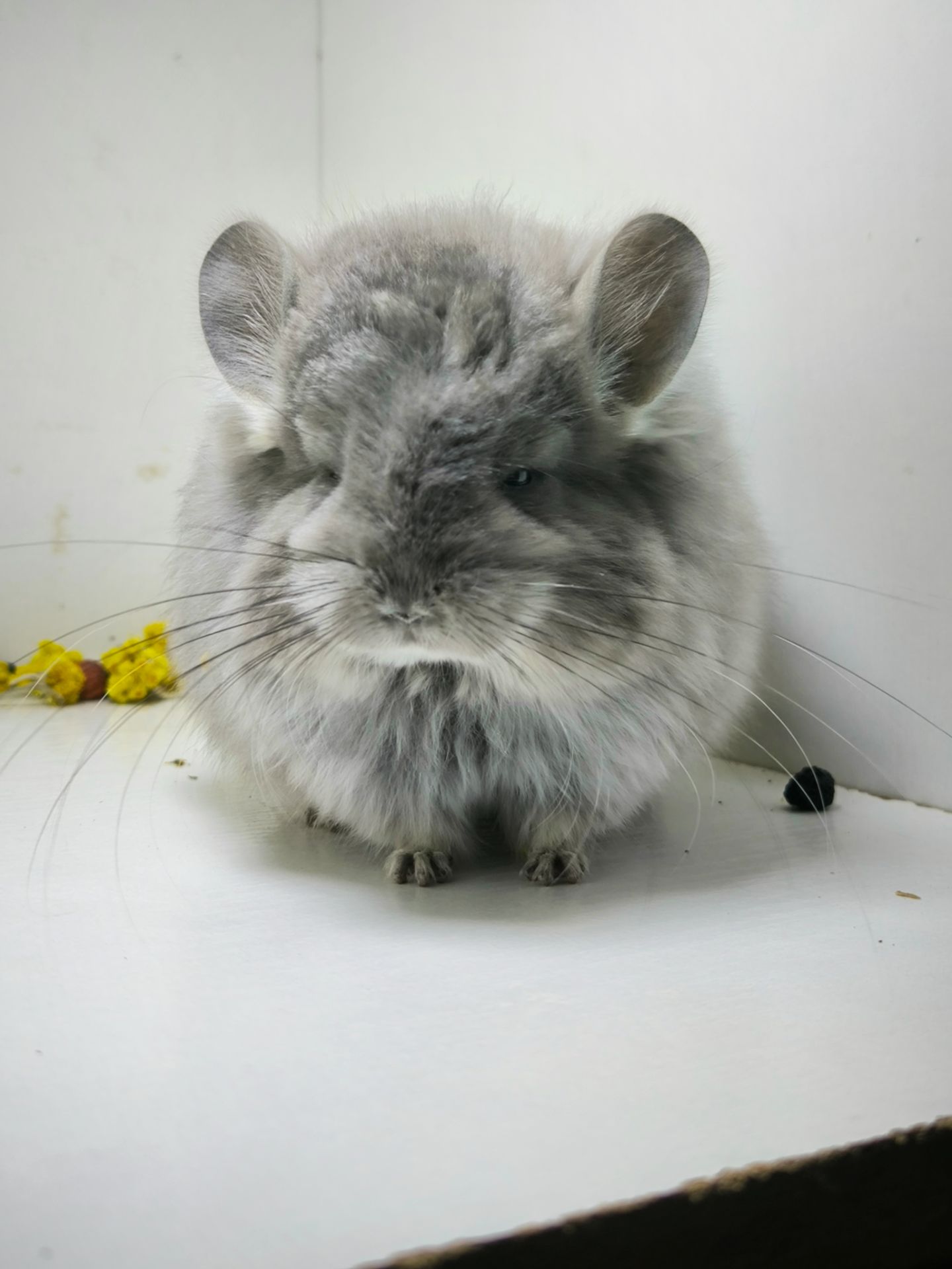 Шикарна дівчинка Фіолетова Ангора