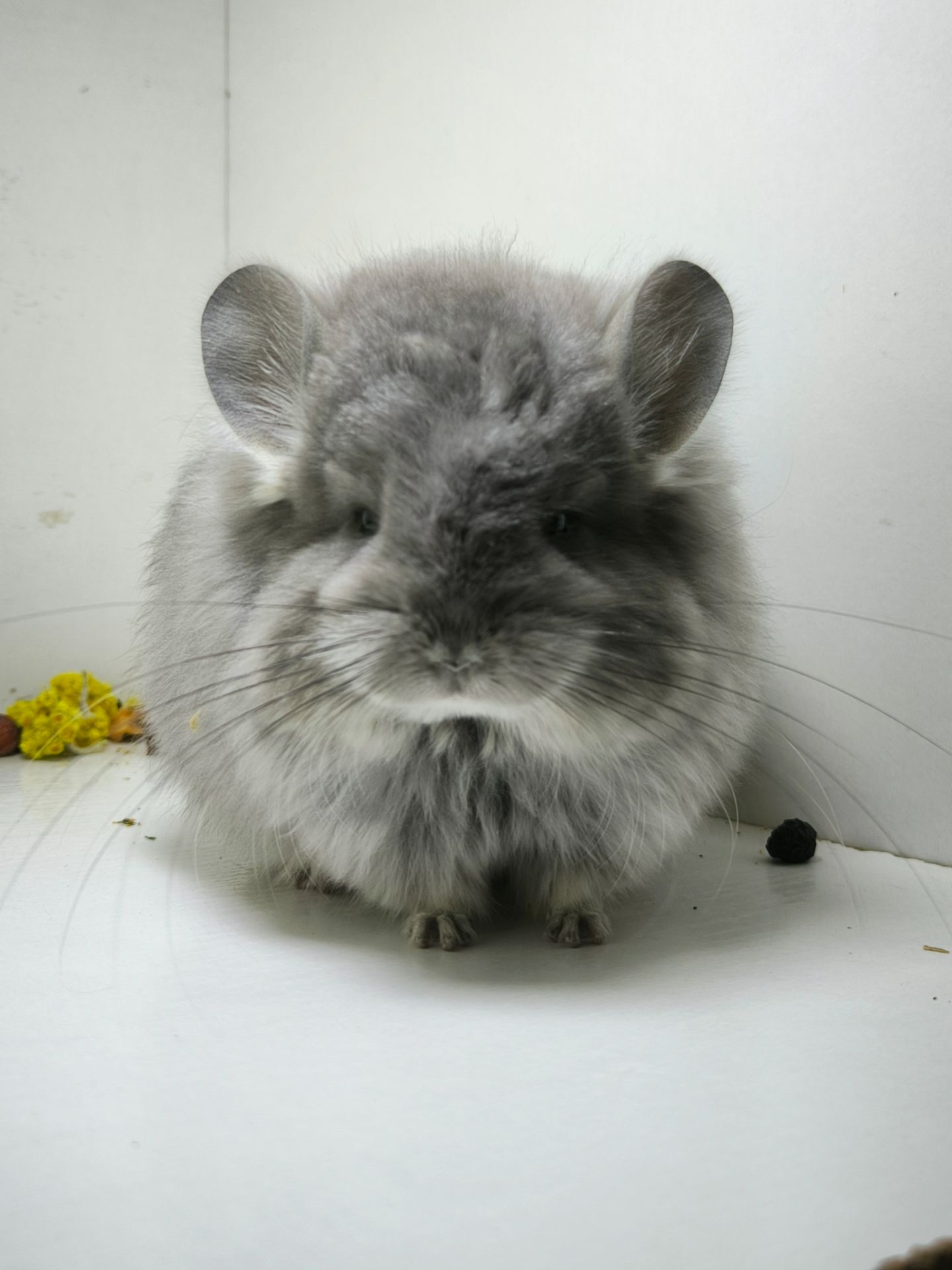 Шикарна дівчинка Фіолетова Ангора