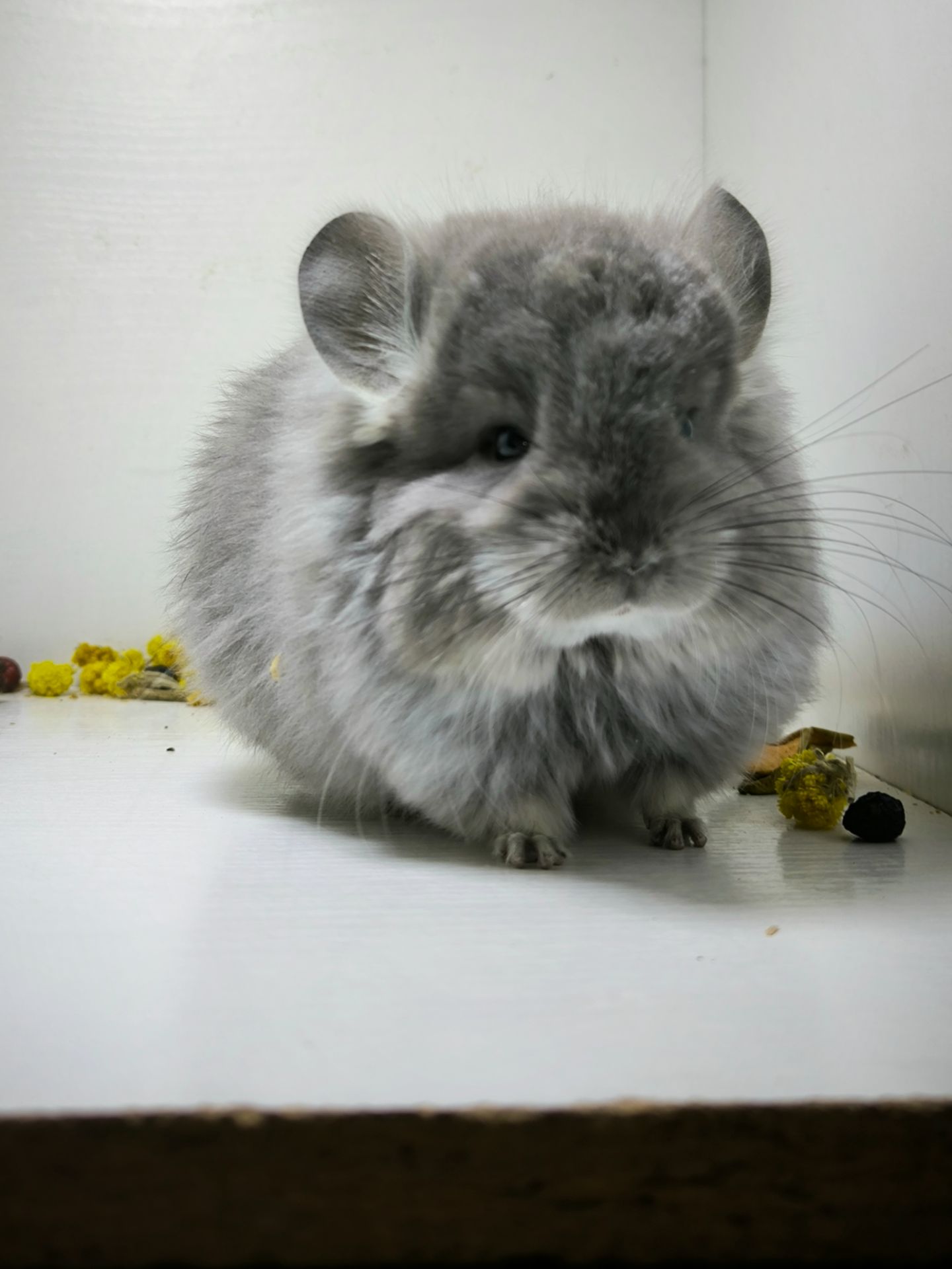 Шикарна дівчинка Фіолетова Ангора