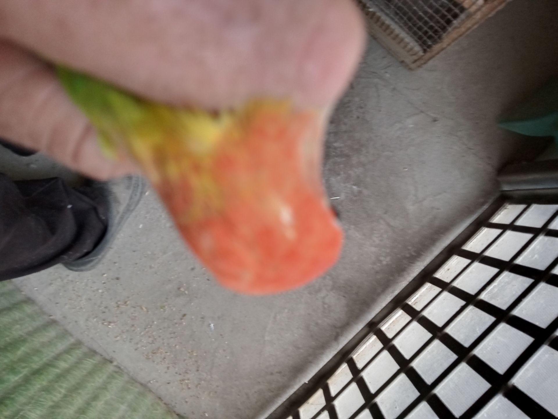 Нерозлучники розовощекі