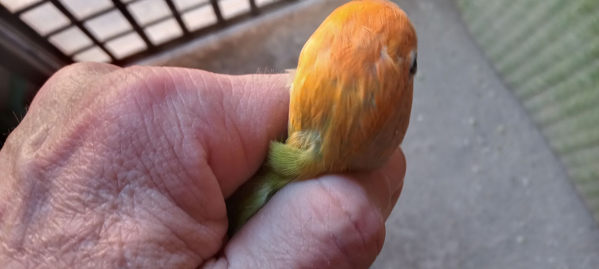 Нерозлучники розовощекі