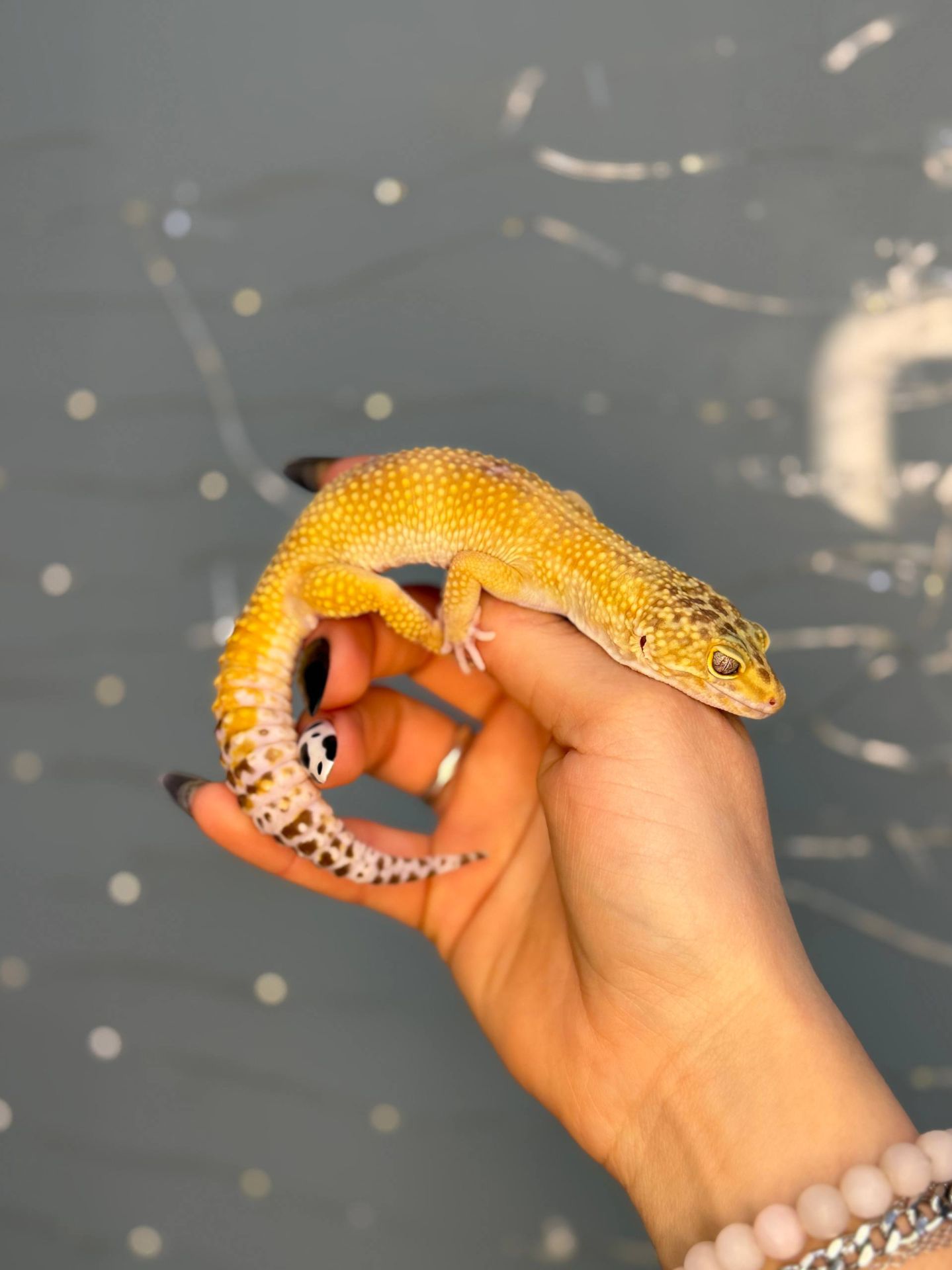 Гекон плямистий, підрощені ручні ящірки різних кольорів