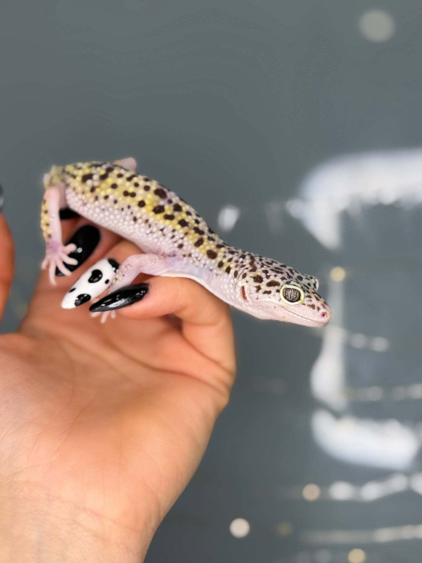 Гекон плямистий, підрощені ручні ящірки різних кольорів