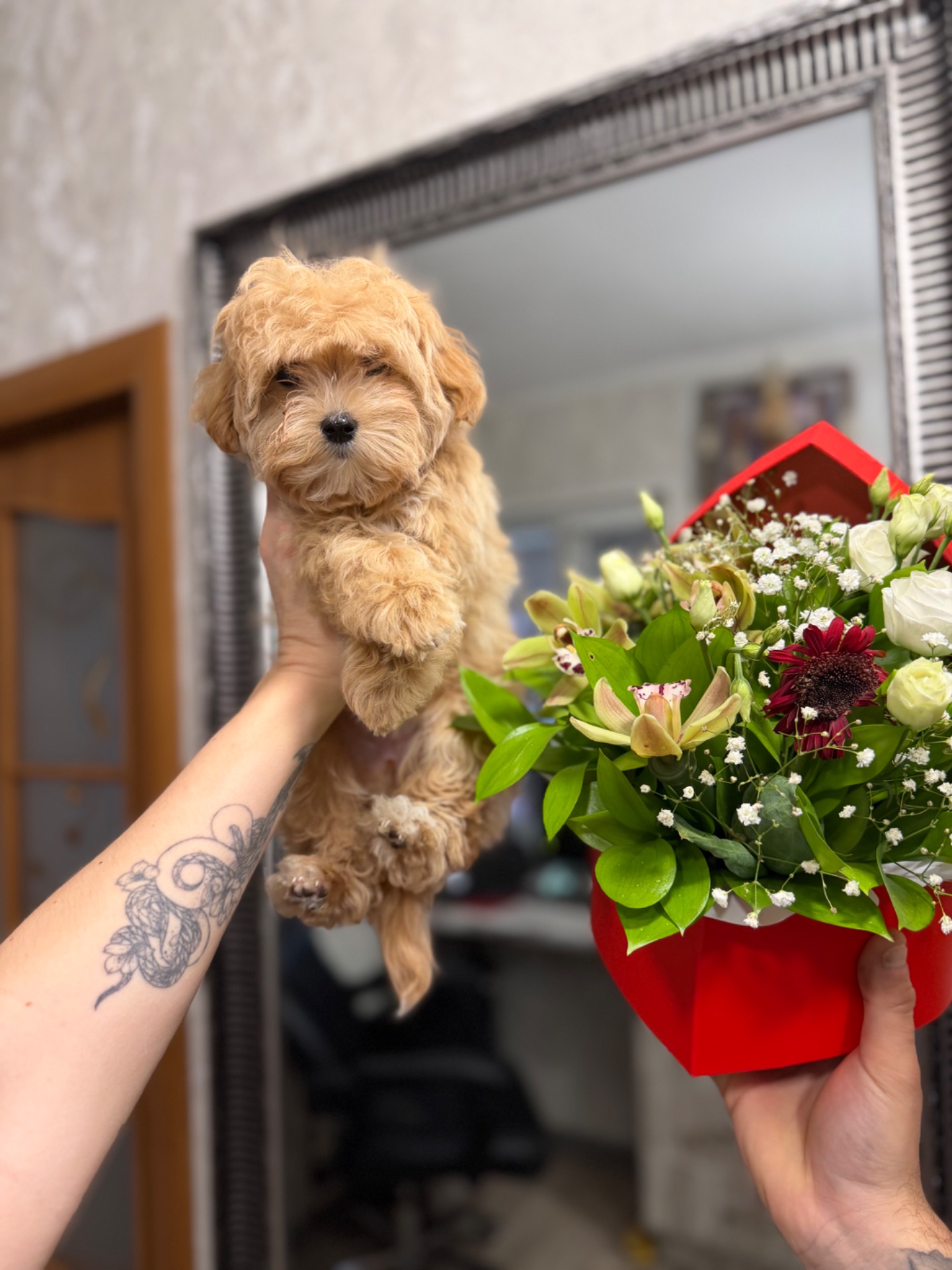 Мальтипу мальчик и девочка