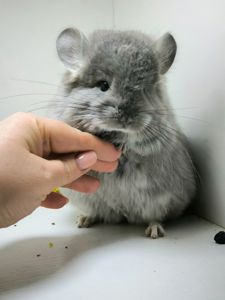 Шикарна дівчинка Фіолетова Ангора