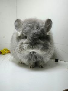 Шикарна дівчинка Фіолетова Ангора