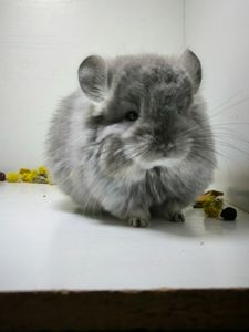 Шикарна дівчинка Фіолетова Ангора