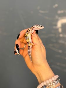 Гекон плямистий, підрощені ручні ящірки різних кольорів