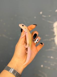 Гекон плямистий, підрощені ручні ящірки різних кольорів