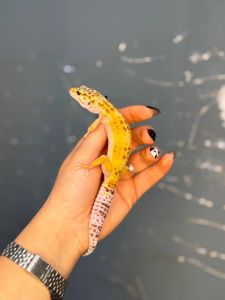 Гекон плямистий, підрощені ручні ящірки різних кольорів