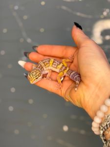 Гекон плямистий, підрощені ручні ящірки різних кольорів