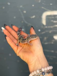 Гекон плямистий, підрощені ручні ящірки різних кольорів