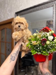 Мальтипу мальчик и девочка