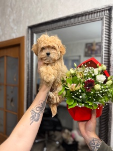 Мальтипу мальчик и девочка