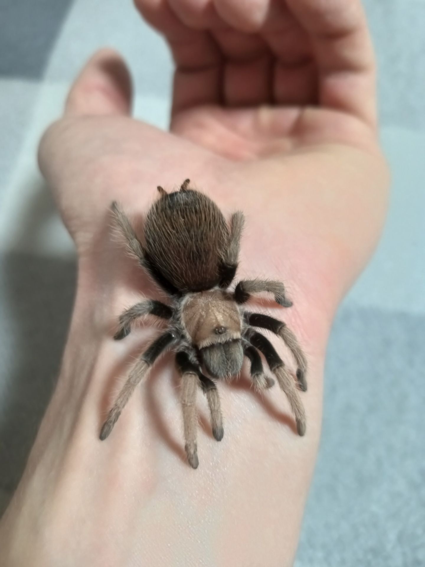 Aphonopelma Chalcodes