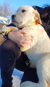 Цуценята лабрадорчики