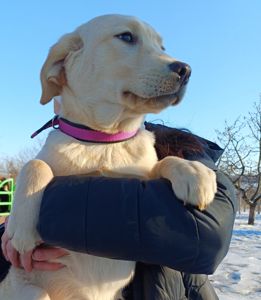 Цуценята лабрадорчики