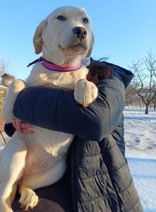 Цуценята лабрадорчики