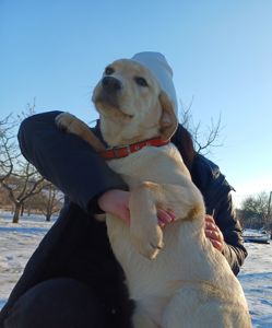 Цуценята лабрадорчики