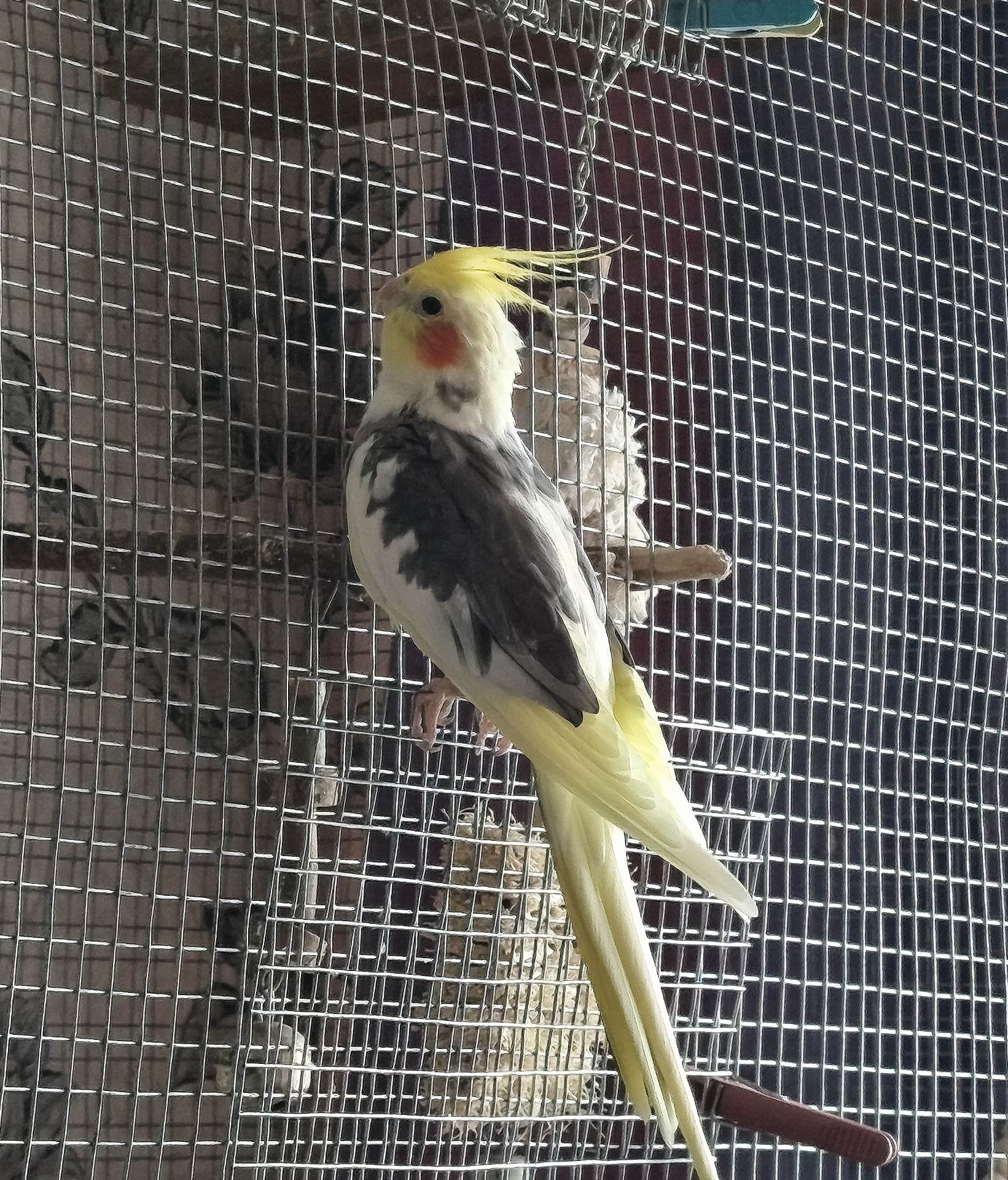 Корела-хлопчик Дніпро-Кам'янське