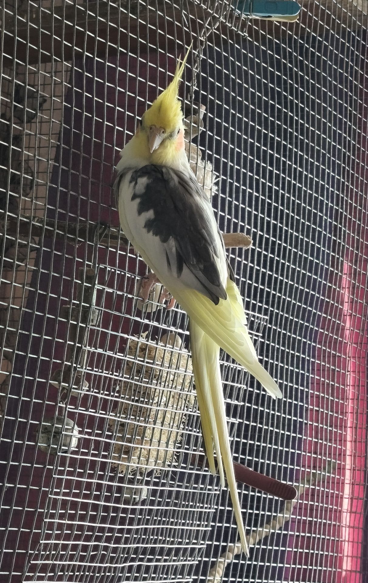 Корела-хлопчик Дніпро-Кам'янське