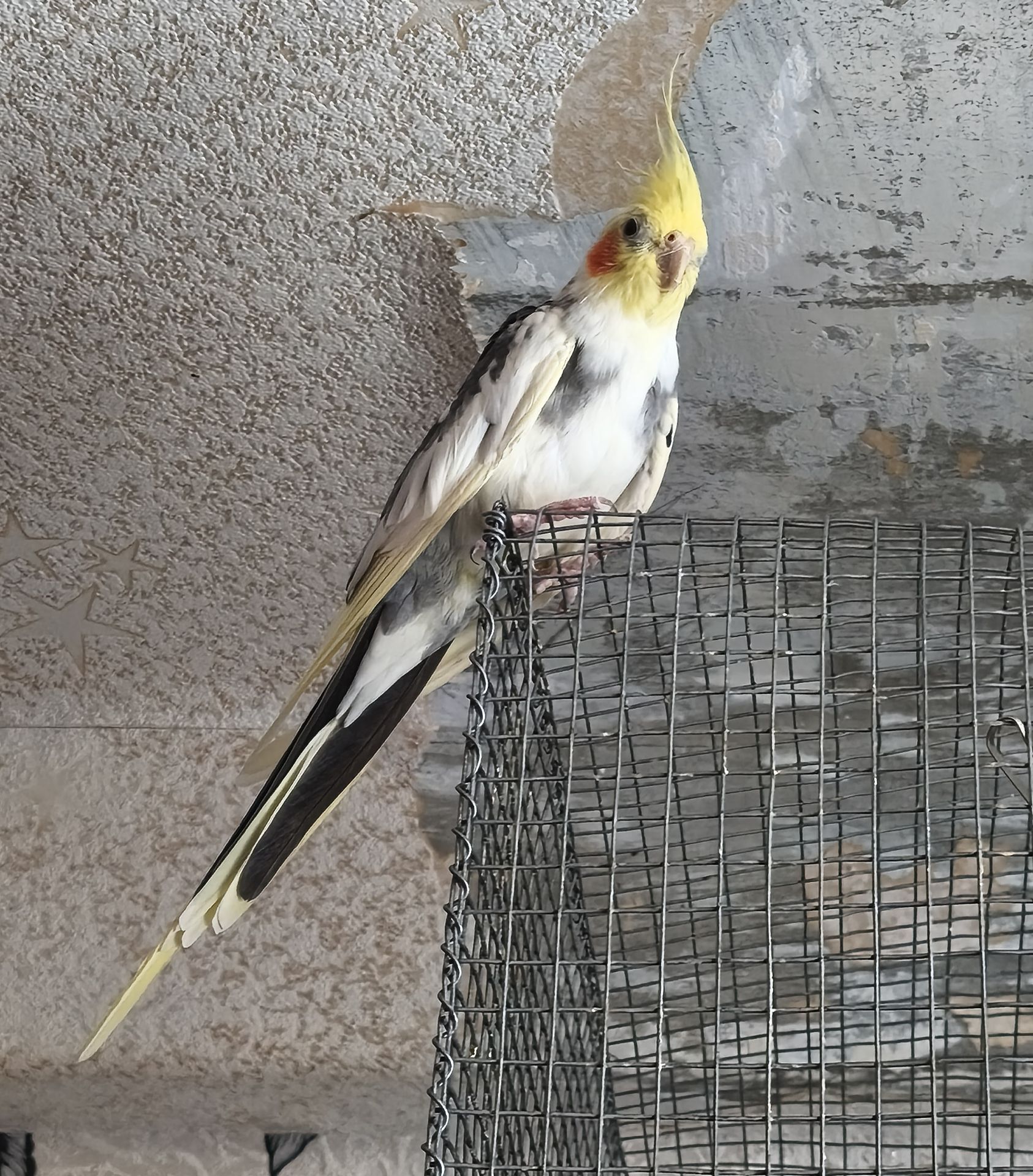 Корела-хлопчик Дніпро-Кам'янське