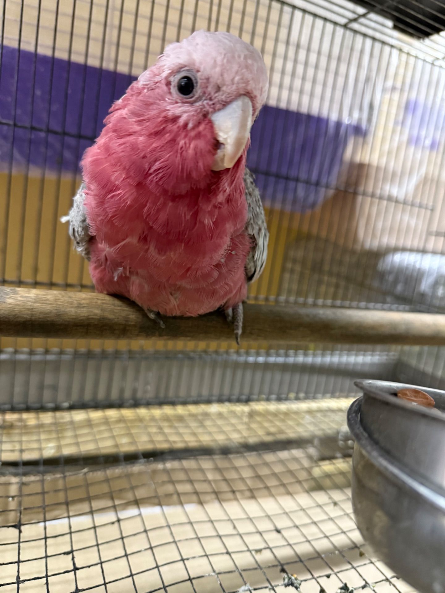 Рожевий какаду мальки пташенята ручні викормиші