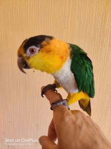 Каік говорящий та ручний рудоголовий