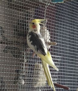 Корела-хлопчик Дніпро-Кам'янське