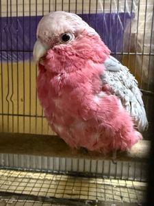 Рожевий какаду мальки пташенята ручні викормиші
