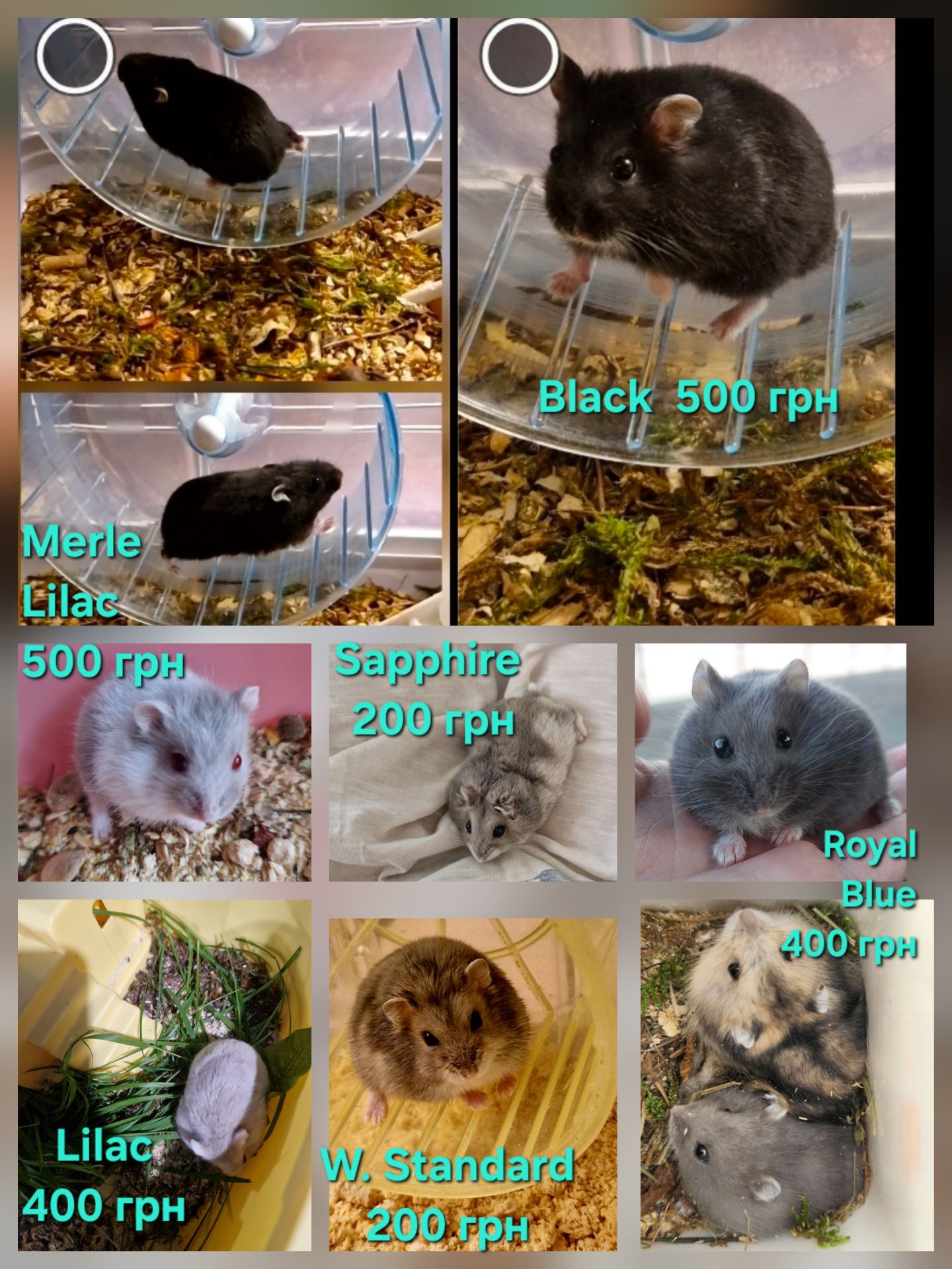 Обирай Розкішного Хома по відео