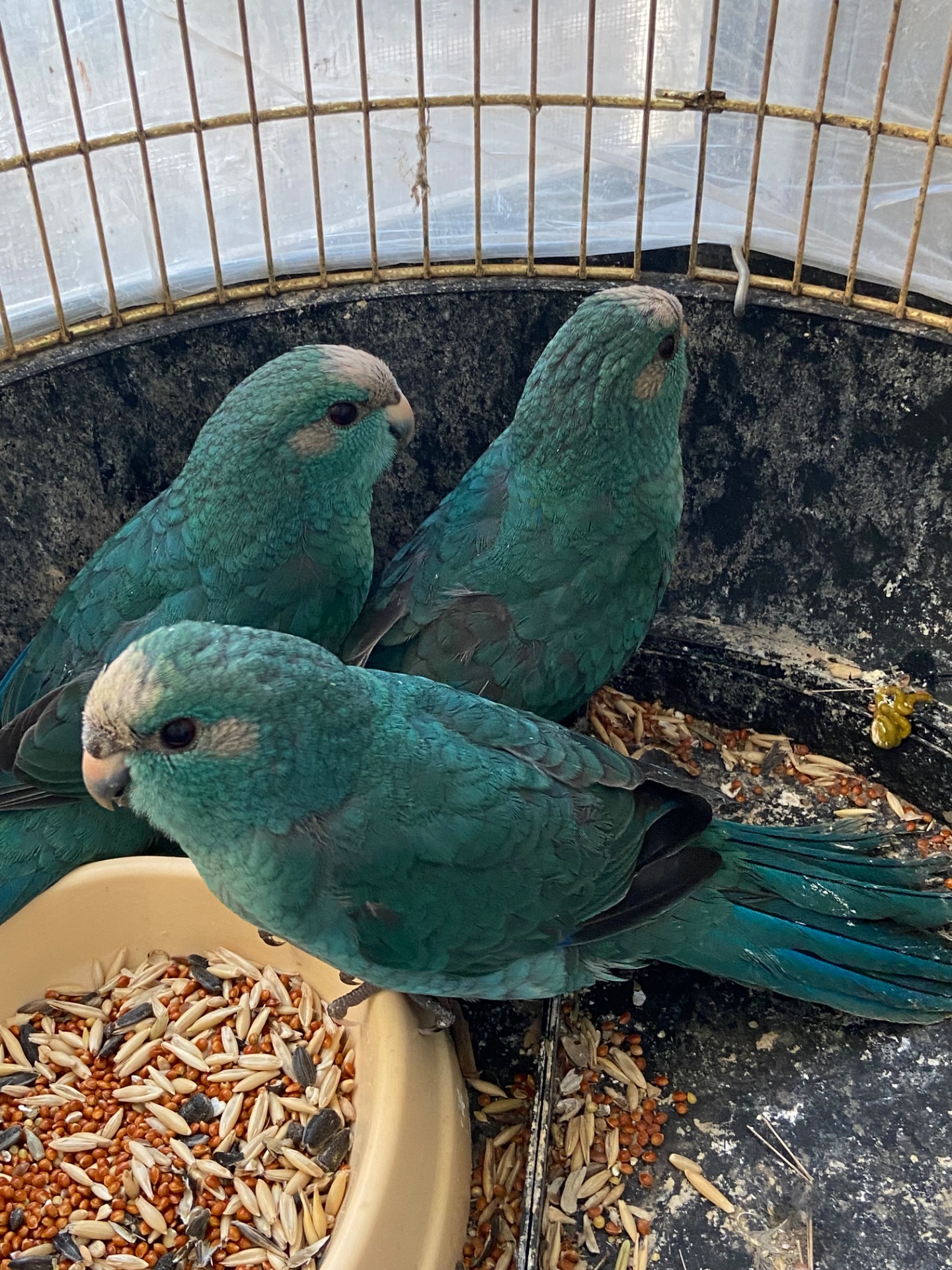 Зелені, сині, синя коріца та креміно какаріки