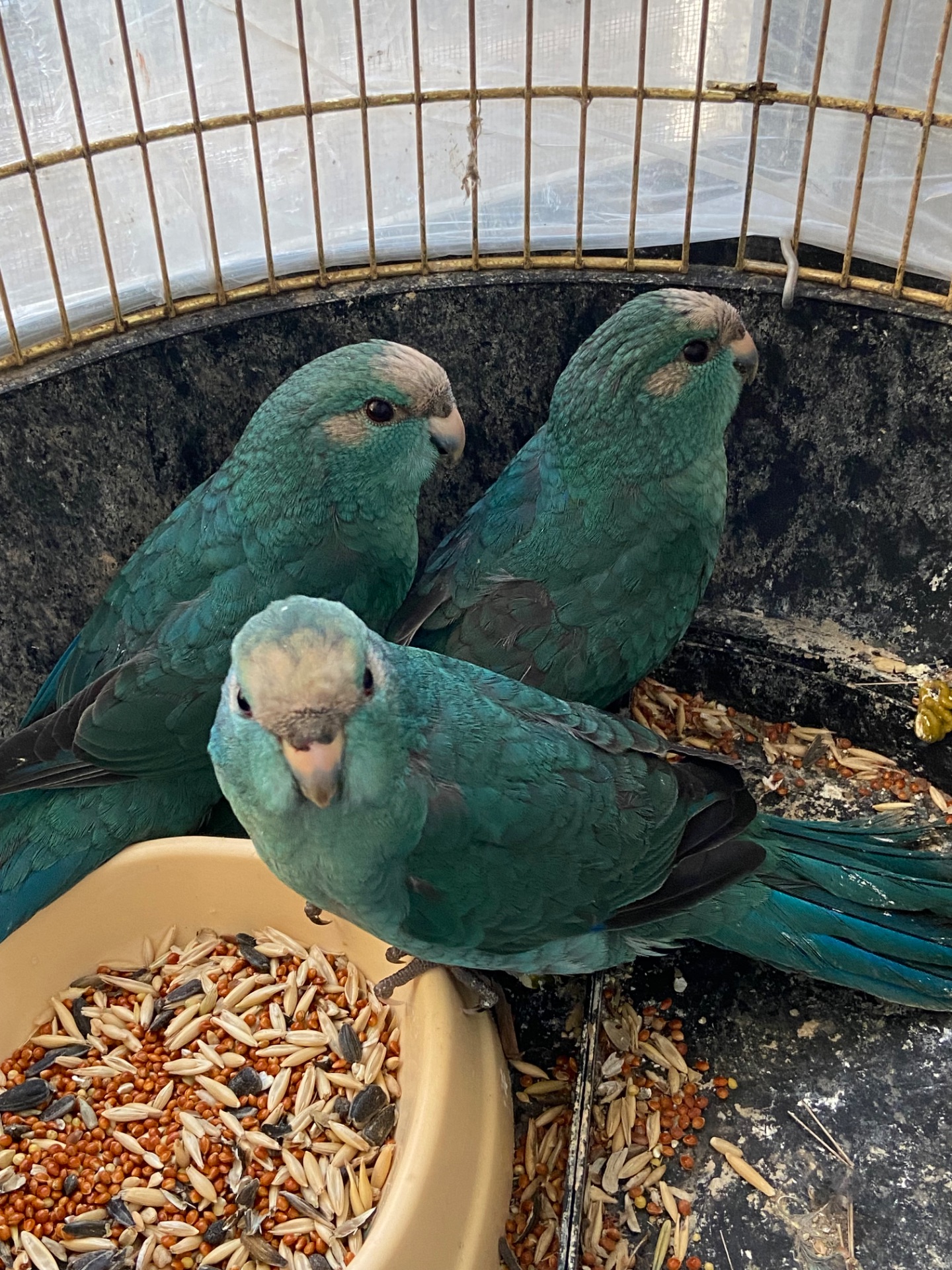 Зелені, сині, синя коріца та креміно какаріки