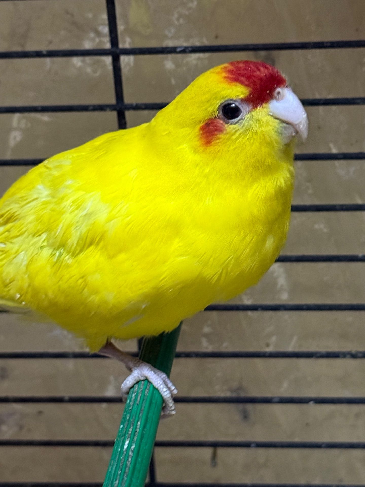 Жовті мальки папуги какарік і зелені