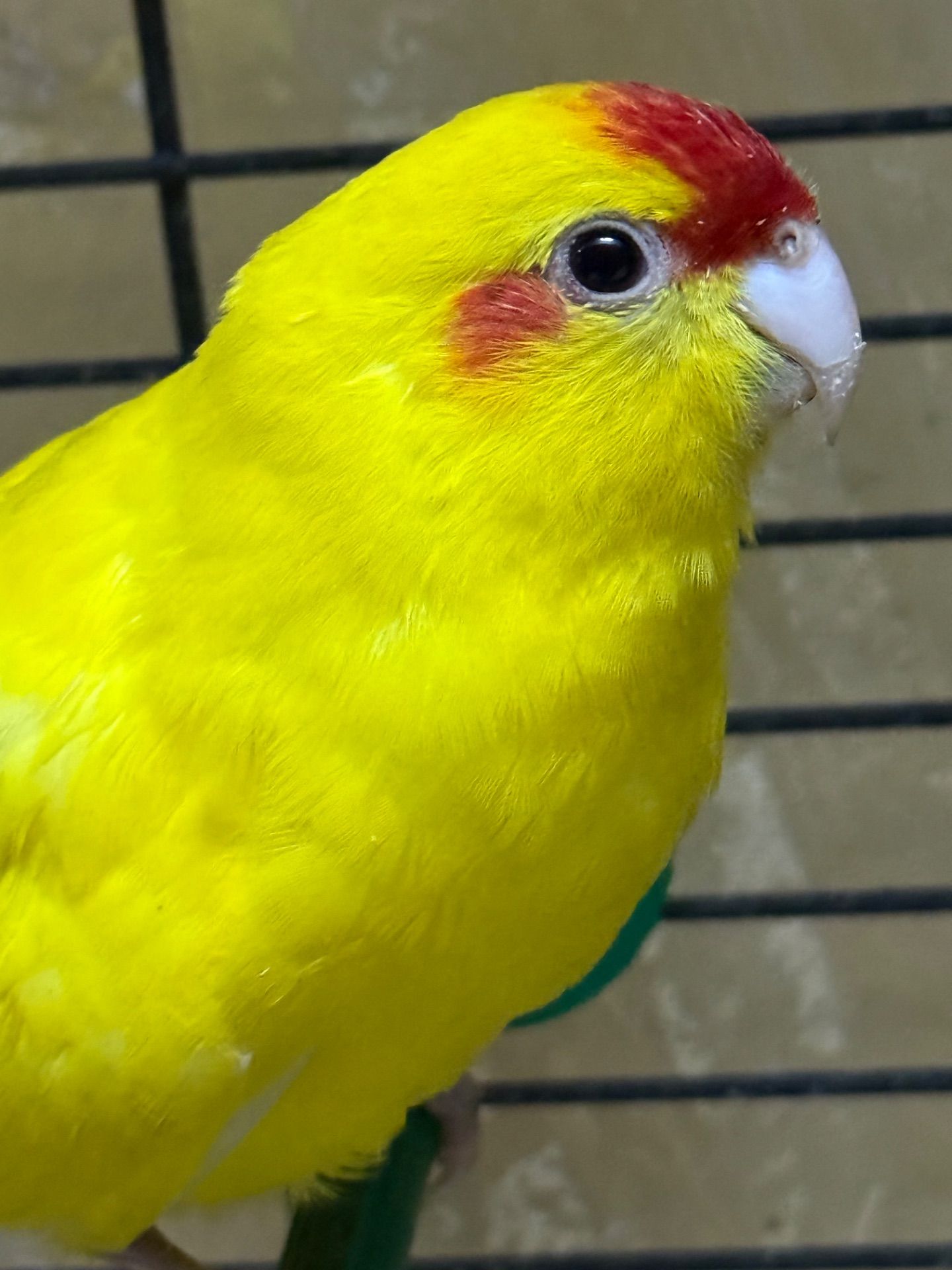 Жовті мальки папуги какарік і зелені