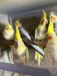 Корелла молоді папуги для навчання розмови