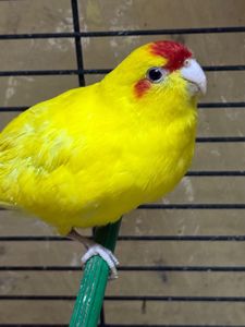 Жовті мальки папуги какарік і зелені